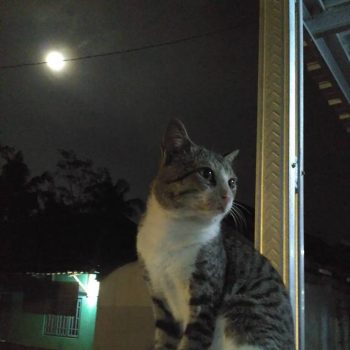 kucing-supermoon