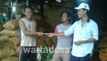 harga tomat