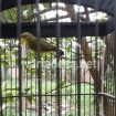 pleci