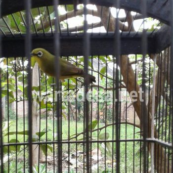 pleci