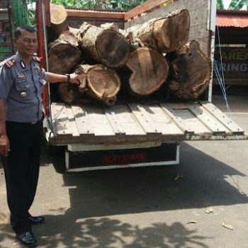 pencurian kayu di gringsing