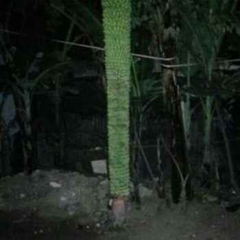 tandan pisang kandang panjang