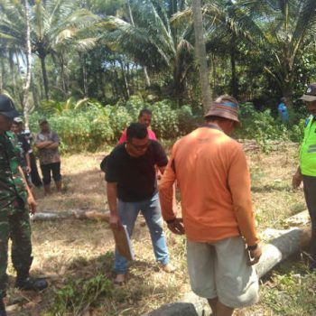 Tewas-Tertimpa-Pohon