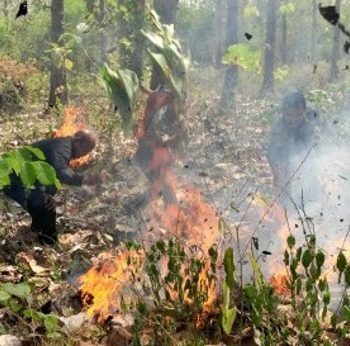 kebakaran hutan jati