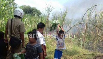 kebakaran kebon tebu