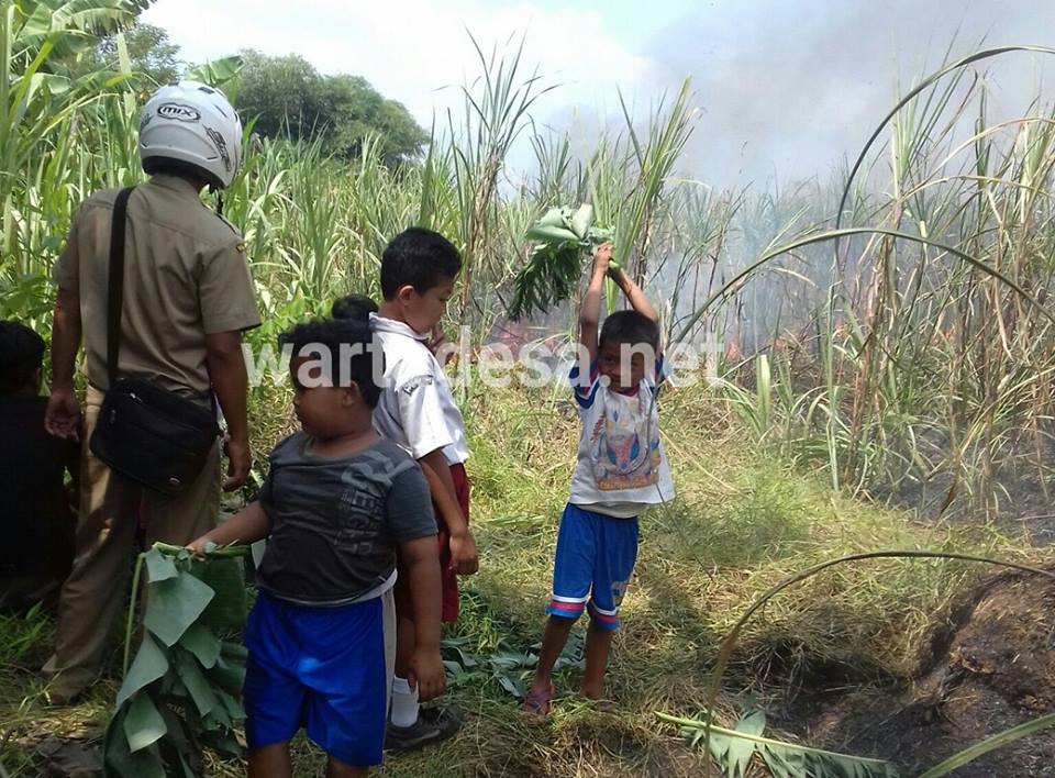 kebakaran kebon tebu