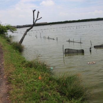 tambak limbangan