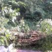 pohon tumbang
