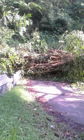pohon tumbang