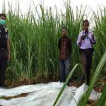 meninggal di kebon tebu