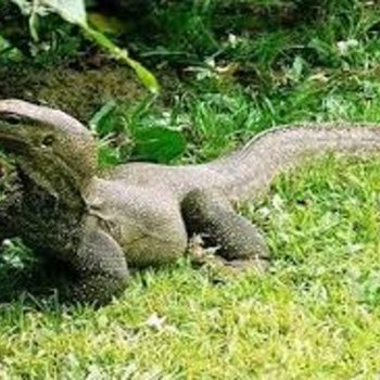 biawak