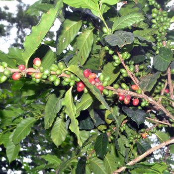 kopi hutan sokokembang