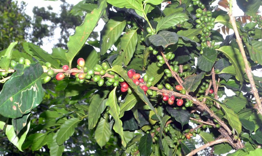kopi hutan sokokembang