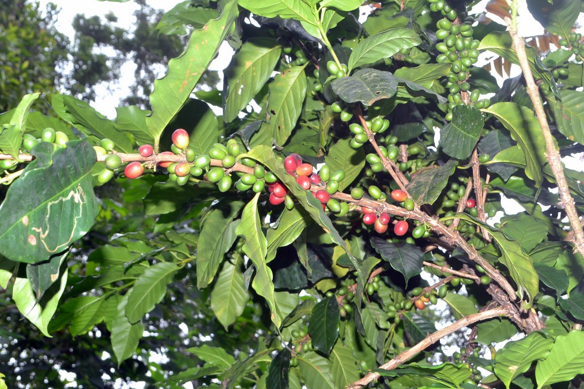 kopi hutan sokokembang