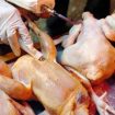 ayam gelonggongan