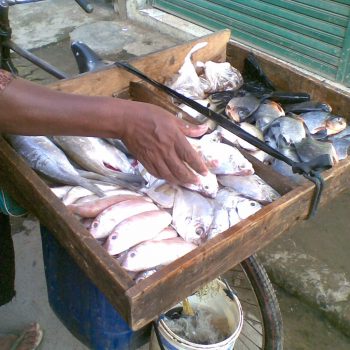 jualan ikan