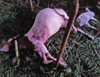 kambing mati misterius