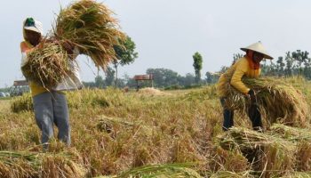 sawah