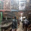 pasar burung pemalang