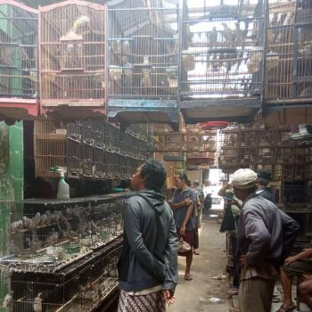 pasar burung pemalang