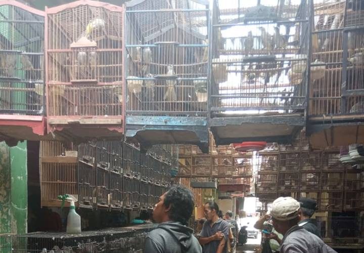 pasar burung pemalang