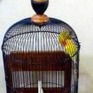 ilustrsi lovebird