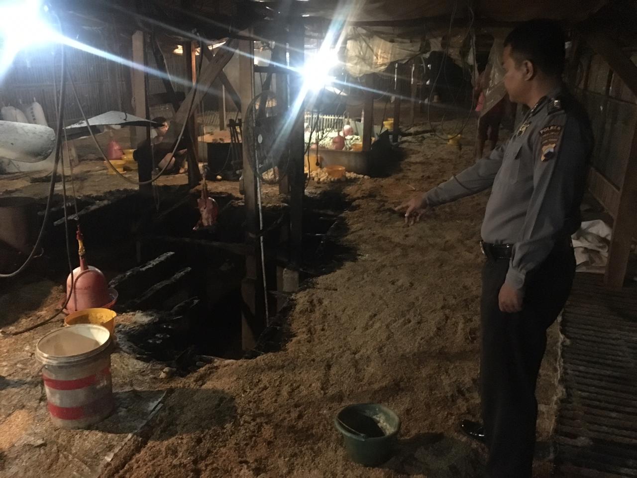 kandang ayam kebakaran