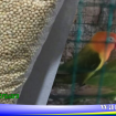lovebird