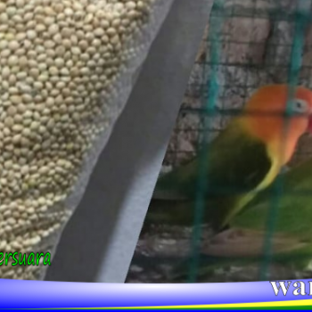 lovebird