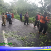 pohon tumbang