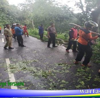 pohon tumbang