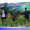 panen bawang putih
