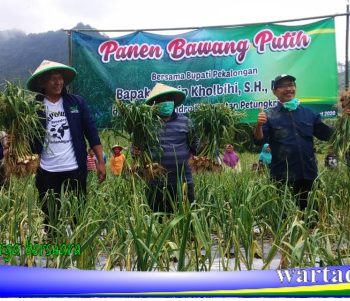 panen bawang putih