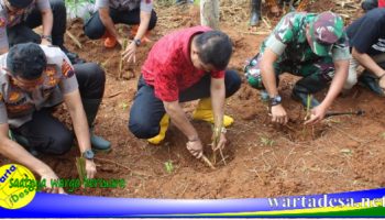 rumput cawet