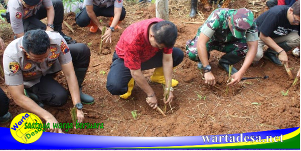 rumput cawet