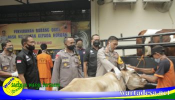 pencuri sapi