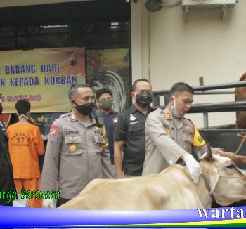 pencuri sapi