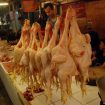 ayam