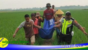 meninggal disawah