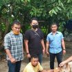 kambing