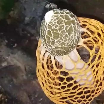 jamur tudung pengantin
