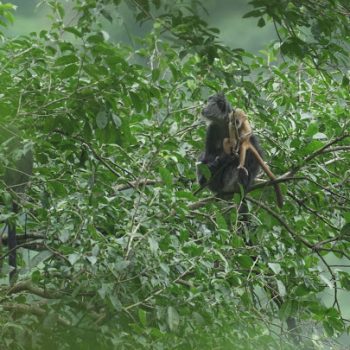 lutung jawa (swara owa)