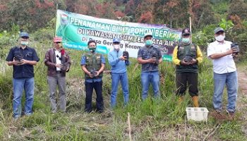 dispertan batang