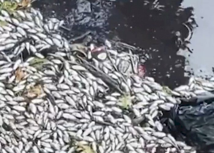 ikan pencongan mati