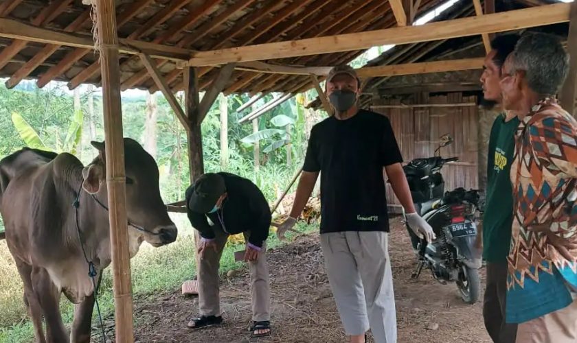 sapi