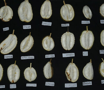 durian mendolo