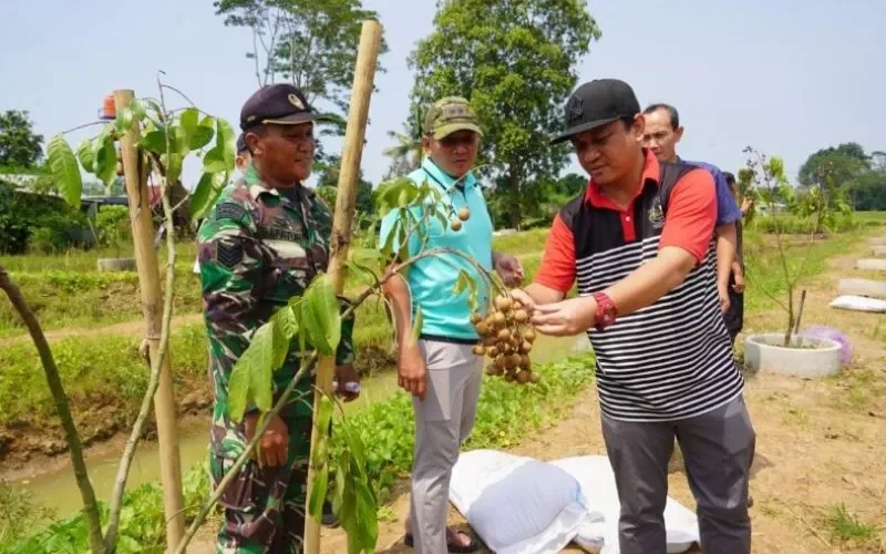 walkot-petik-kelengkeng.jpg