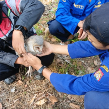 burung hantu