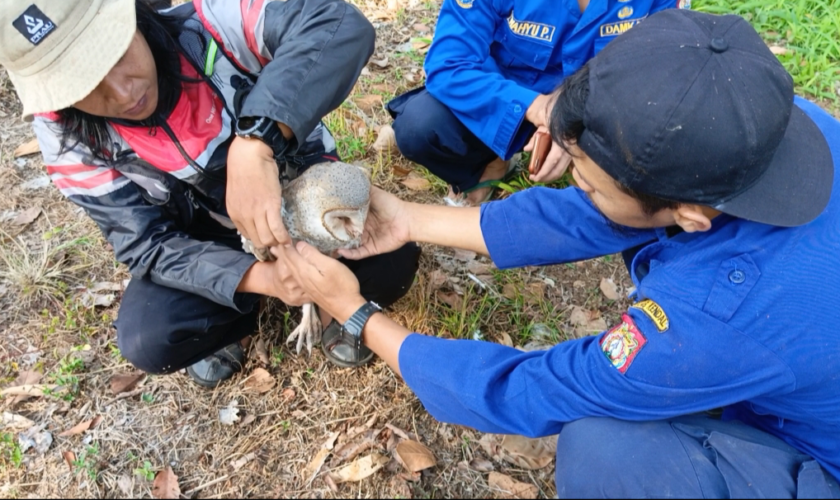 burung hantu
