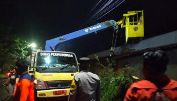 pohon tumbang